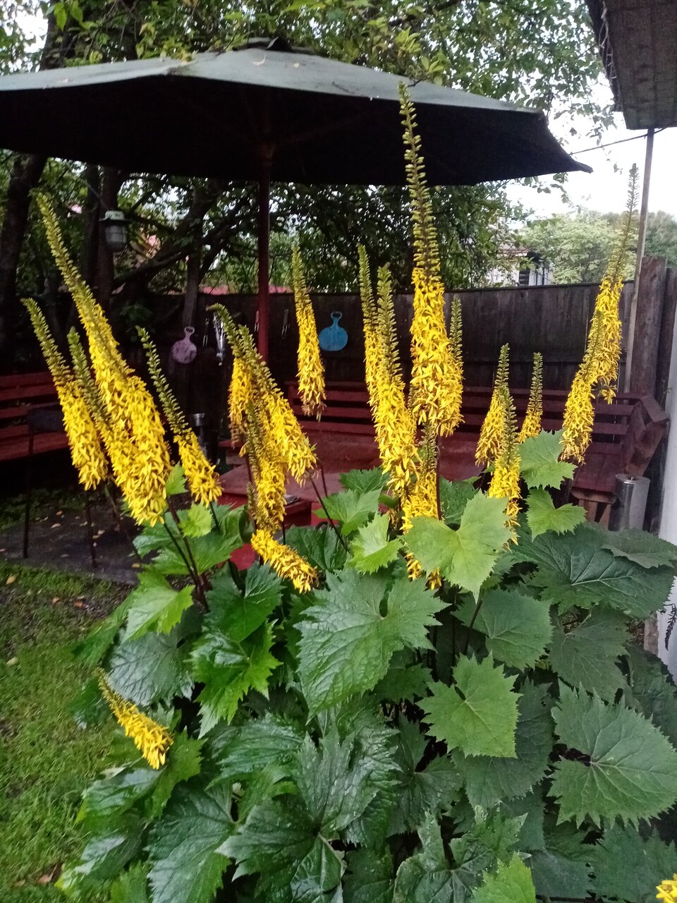 Гостиница Даурия Листвянка-98