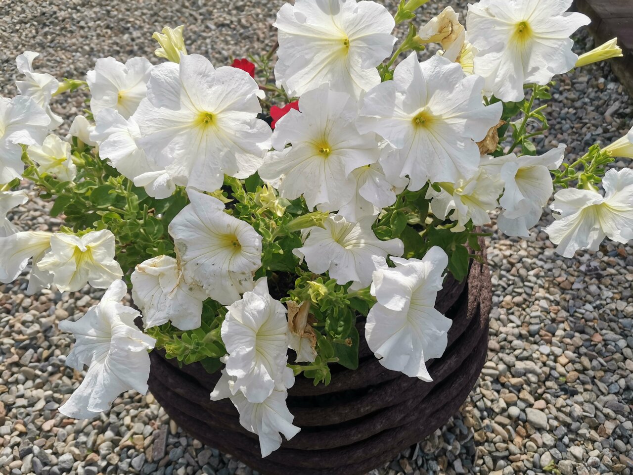 Гостиница Даурия Листвянка-74