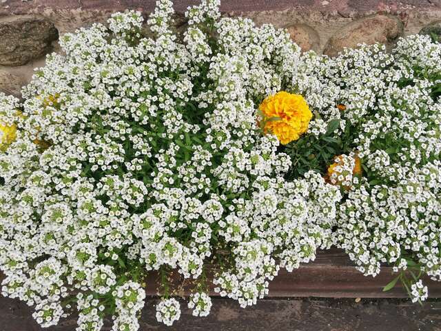 Гостиница Даурия Листвянка-98