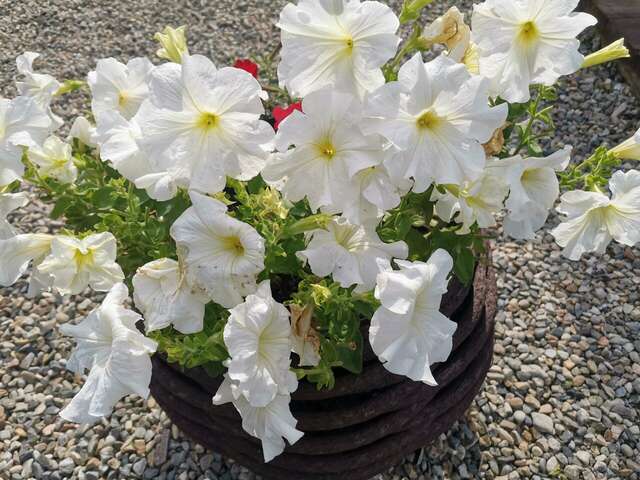 Гостиница Даурия Листвянка-73